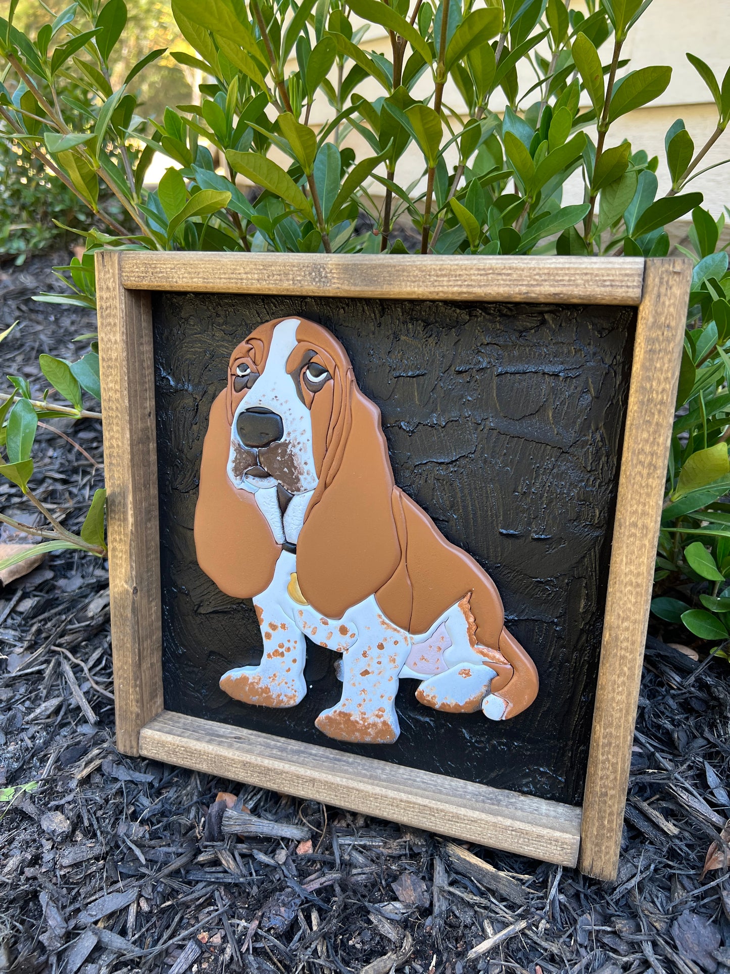 Pet Portrait